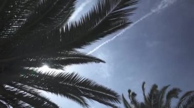 Rüzgarla savrulan palmiye yaprakları mavi gökyüzünde ve uçak izleri var. Uzaklara seyahat kavramı