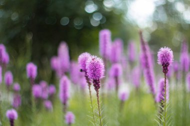 Çayırlarda pembe çiçekler