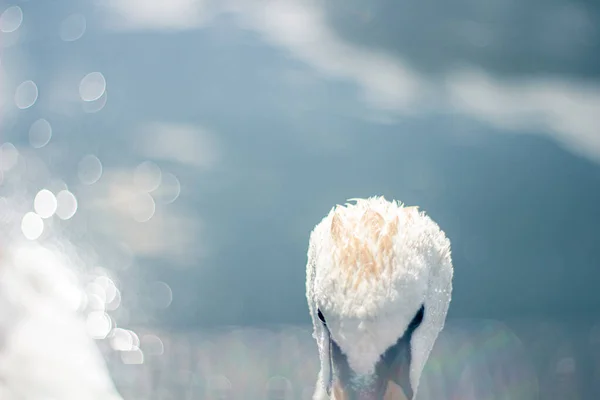 Witte Zwaan Het Meer — Stockfoto