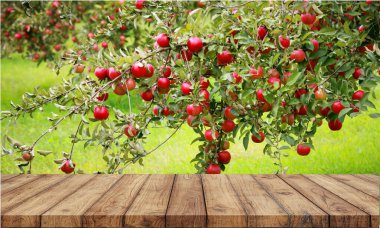 Elma ağacı dalında elmalar, boş masa üstü