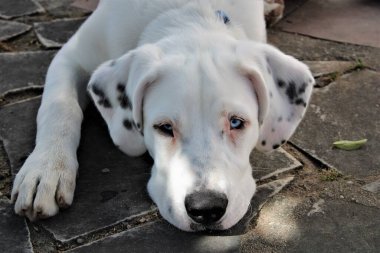 Şirin beyaz köpek rahatlıyor.