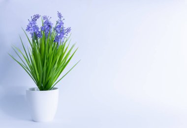 Beyaz arka planda beyaz bir saksıda çiçek. Yazı için boşluk