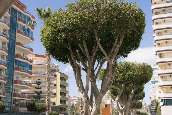 Ein großer grüner Baum auf der Straße in der Nähe von Wohnhäusern in der Türkei — Stockfoto