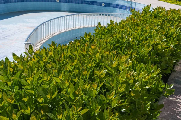 Green hedge or wall of green leaves on the background of the pool — Stock Photo, Image