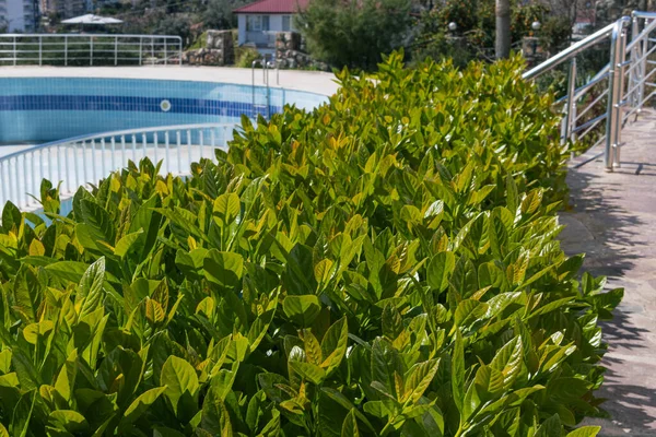 Green hedge or wall of green leaves on the background of the pool — Stock Photo, Image