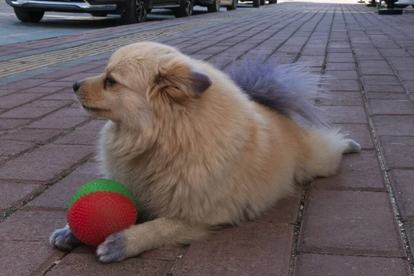 Brown dog plays a red-green ball on the street looks away close-up — Stock Photo, Image