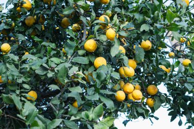 Meyveli limon ağacı. Birçok olgun, güzel limon bir dalda 