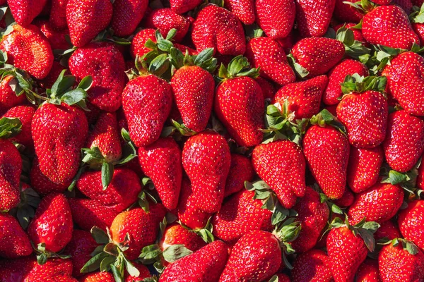成熟草莓的红色背景。近景，顶景. — 图库照片