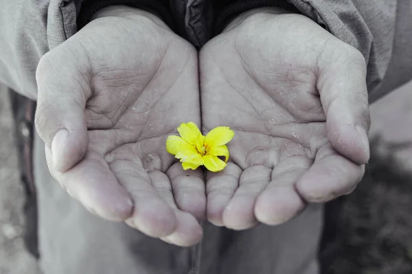 Foto en blanco y negro del niño en las palmas de la flor amarilla de cerca —  Fotos de Stock