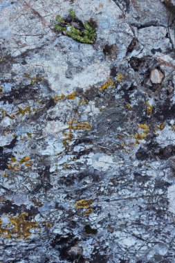 Beton duvar arkaplanı, tavan arası tarzı kopyalama alanı