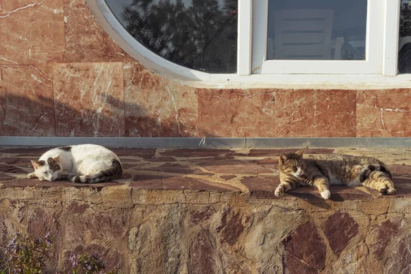 Gatos domésticos se encuentran en una baldosa en el sol en el patio se calientan — Foto de Stock