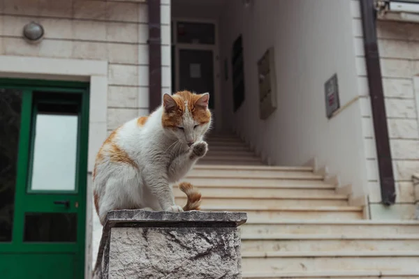Homeless cat of white-red color sits on the railing near the entrance — Foto de Stock