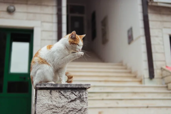 Homeless cat of white-red color sits on the railing near the entrance — Foto de Stock