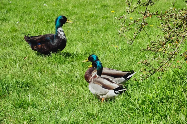 Barevné Tři Kachny Jaře Zelené Trávě Stánku Krásná Krajina Ptáky — Stock fotografie