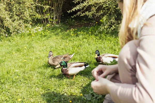 A young girl feeds ducks with white bread on a green grassy field by the lake. High quality photo