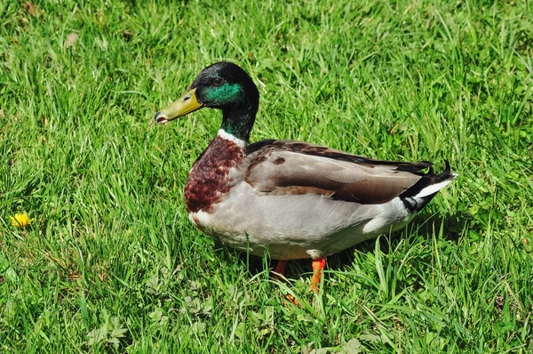 Primer plano de un pato macho o ánade real sobre un fondo de hierba verde — Foto de Stock