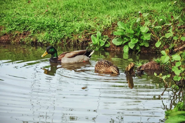 Patos Nadan Lago Parque Primer Plano Hermoso Paisaje Hay Lugar — Foto de Stock