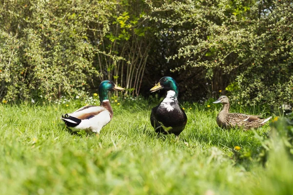 Coloré Trois Canards Printemps Sur Stand Herbe Verte Beau Paysage — Photo