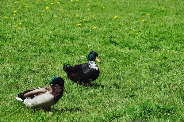 Coloré Deux Canards Printemps Sur Stand Herbe Verte Beau Paysage — Photo