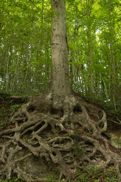 perennial tree in the forest with large roots in the ground around green trees beautiful nature landscape. High quality photo
