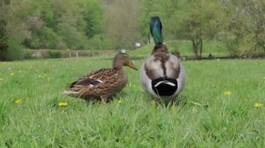 Colorful two ducks in the spring on the green grass walk looking for food. Beautiful landscape. High quality FullHD footage