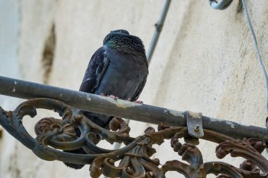 Turkuaz körfez, kumlu sahil, yeşil dağlar ve bitkiler, mavi gökyüzü, beyaz bulutlar arka plan, Capo Vaticano kaya platformu, Calabria, güney İtalya.