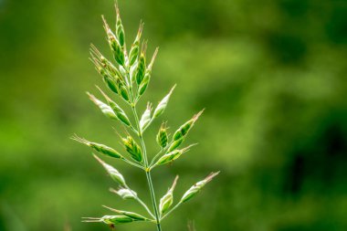 İlk bahar çiçekleri, renkli çiçekler ve bitkiler Bahçede kardamlaları, güneş ışığı