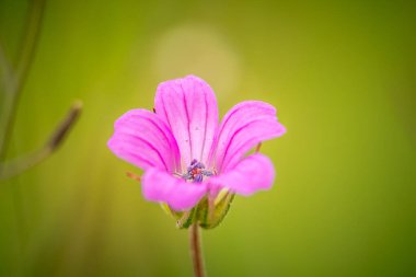 İlk bahar çiçekleri, renkli çiçekler ve bitkiler Bahçede kardamlaları, güneş ışığı