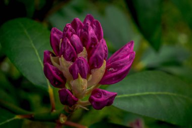 İlk bahar çiçekleri, renkli çiçekler ve bitkiler Bahçede kardamlaları, güneş ışığı