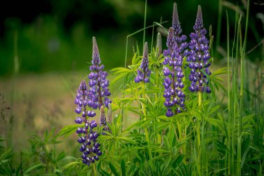 İlk bahar çiçekleri, renkli çiçekler ve bitkiler Bahçede kardamlaları, güneş ışığı