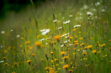 İlk bahar çiçekleri, renkli çiçekler ve bitkiler Bahçede kardamlaları, güneş ışığı