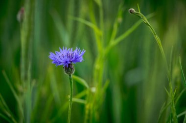 İlk bahar çiçekleri, renkli çiçekler ve bitkiler Bahçede kardamlaları, güneş ışığı