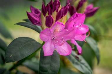 İlk bahar çiçekleri, renkli çiçekler ve bitkiler Bahçede kardamlaları, güneş ışığı