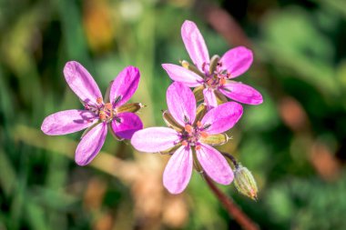 İlk bahar çiçekleri, renkli çiçekler ve bitkiler Bahçede kardamlaları, güneş ışığı