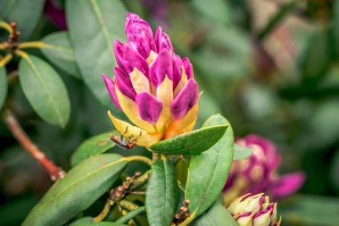 İlk bahar çiçekleri, renkli çiçekler ve bitkiler Bahçede kardamlaları, güneş ışığı