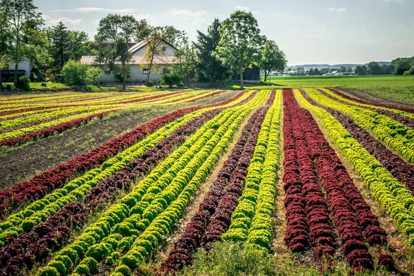 Kleurrijk Veldje Sla Een Groot Landbouwveld Beieren — Stockfoto