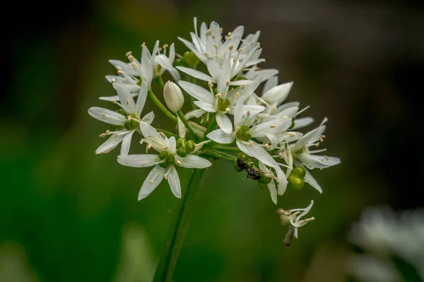 Primeiras Flores Primavera Flores Coloridas Plantas Gotas Neve Jardim Luz — Fotografia de Stock