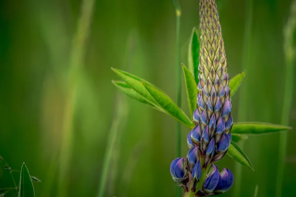 Premières Fleurs Printanières Fleurs Plantes Colorées Gouttes Neige Dans Jardin — Photo