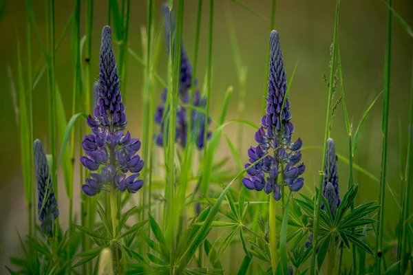 Primi Fiori Primaverili Fiori Colorati Piante Bucaneve Giardino Luce Del — Foto Stock