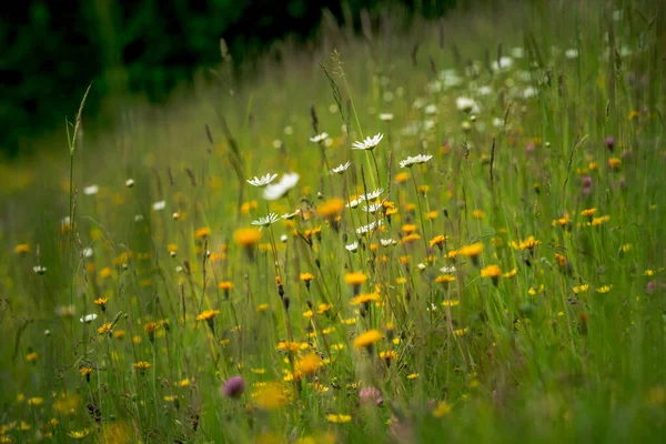 Erste Frühlingsblumen Bunte Blumen Und Pflanzen Schneeglöckchen Garten Sonnenlicht — Stockfoto