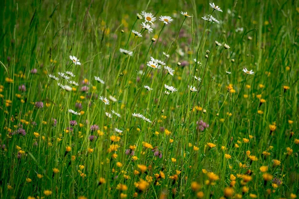 Primeiras Flores Primavera Flores Coloridas Plantas Gotas Neve Jardim Luz — Fotografia de Stock