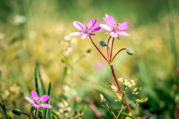 最初の春の花 カラフルな花や植物庭の雪滴 — ストック写真