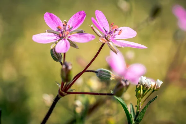 Primeiras Flores Primavera Flores Coloridas Plantas Gotas Neve Jardim Luz — Fotografia de Stock