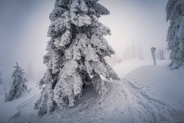 Almanya ve Çek Cumhuriyeti, Bavyera Ormanı - Sumava Ulusal Parkı, Almanya - Çek Cumhuriyeti sınırında karla birlikte kışın Dreisesselberg. Yüksek kalite fotoğraf