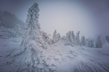 Almanya ve Çek Cumhuriyeti, Bavyera Ormanı - Sumava Ulusal Parkı, Almanya - Çek Cumhuriyeti sınırında karla birlikte kışın Dreisesselberg. Yüksek kalite fotoğraf