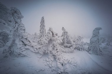 Almanya ve Çek Cumhuriyeti, Bavyera Ormanı - Sumava Ulusal Parkı, Almanya - Çek Cumhuriyeti sınırında karla birlikte kışın Dreisesselberg. Yüksek kalite fotoğraf