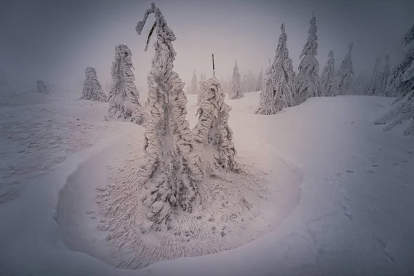 Зимой Зисельберг Снегом Границе Германии Чехии Баварский Лес Национальный Парк — стоковое фото
