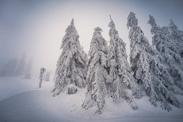 Almanya ve Çek Cumhuriyeti, Bavyera Ormanı - Sumava Ulusal Parkı, Almanya - Çek Cumhuriyeti sınırında karla birlikte kışın Dreisesselberg. Yüksek kalite fotoğraf