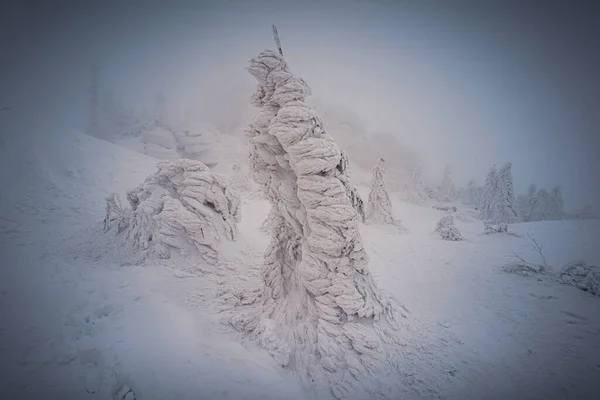 Almanya ve Çek Cumhuriyeti, Bavyera Ormanı - Sumava Ulusal Parkı, Almanya - Çek Cumhuriyeti sınırında karla birlikte kışın Dreisesselberg. Yüksek kalite fotoğraf