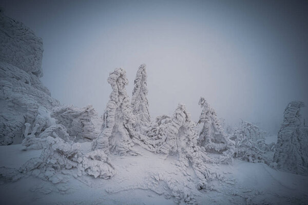 Зимой Зисельберг со снегом на границе Германии и Чехии, Баварский лес - национальный парк Сумава, Германия - Чехия. Высокое качество фото